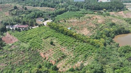 衡陽(yáng)縣 荒山種下'搖錢(qián)樹(shù)'，萬(wàn)畝金槐結(jié)'金米'