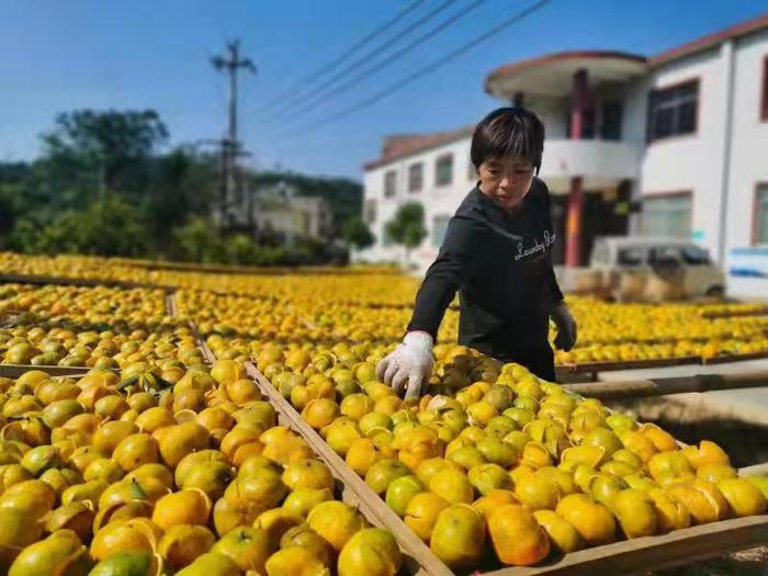 浦北縣 “三鏈融合”激活億元產(chǎn)業(yè)發(fā)展新動能
