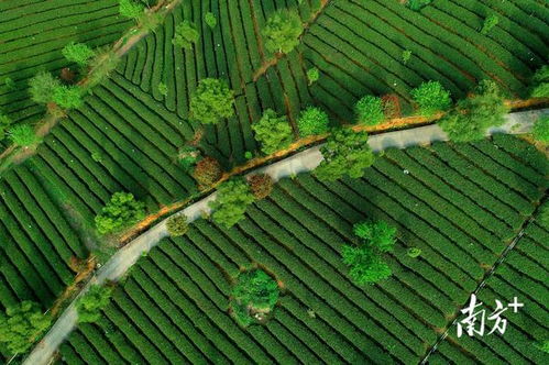 英德紅茶 從地理標(biāo)志到品牌聲譽(yù)百?gòu)?qiáng)的進(jìn)階之路