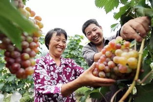 青島地道風(fēng)物 家門口就能買到的初級(jí)農(nóng)產(chǎn)品優(yōu)選指南